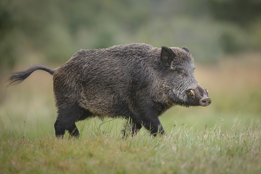 Wild Hog Sightings on the Rise: What Sydney Harbour Residents Need to Know About the Growing Feral Hog Problem
