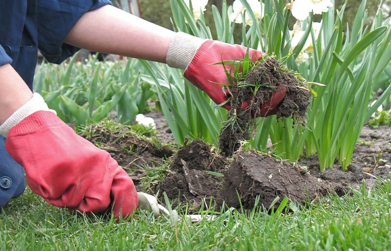 Volunteers Needed for Williamsburg Colony Landscape Committee