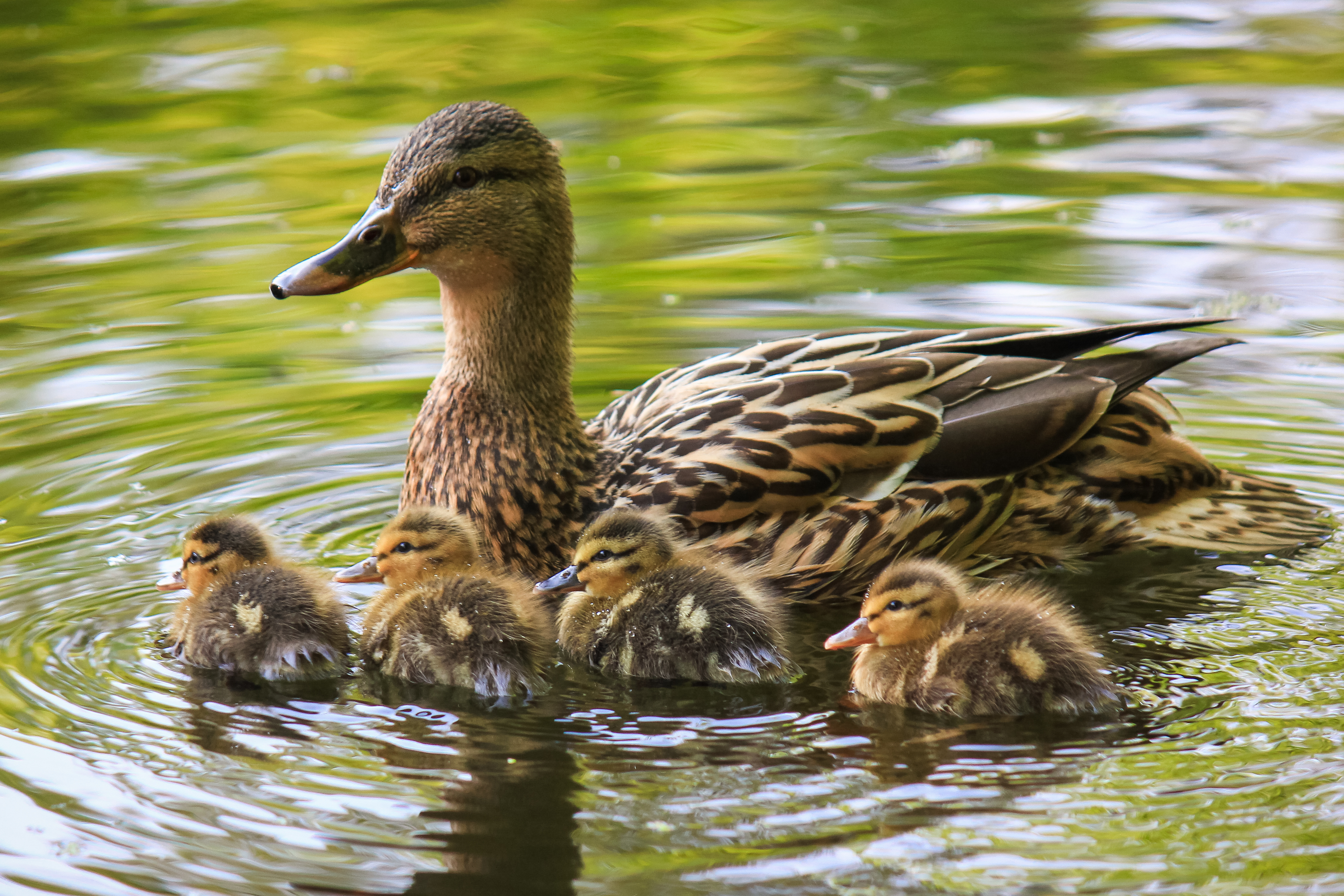 Deadly Avian Flu Strikes Harris County: What Residents Need to Know