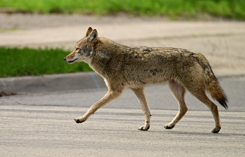Coyotes in Lakes on Eldridge: What Residents Need to Know and How to Stay Safe