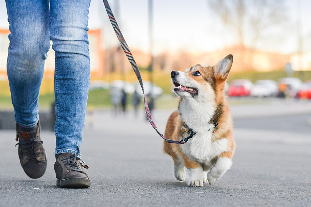 Leash Up and Vaccinate: How Highland Trails Pet Owners Can Help Prevent Rabies This Fall