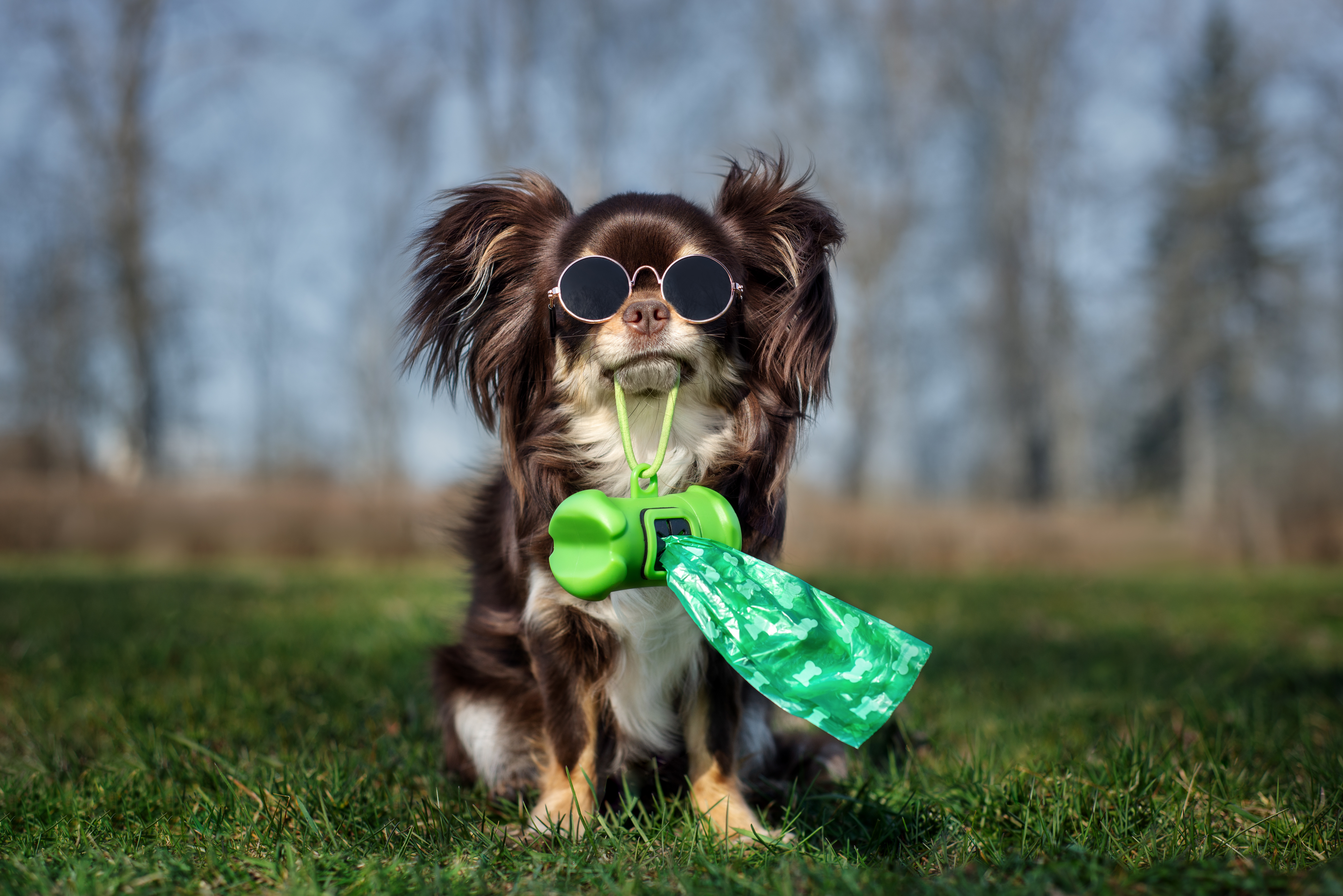 Keeping Bob Allen Park Clean: A Friendly Reminder for Hearthstone Dog Owners