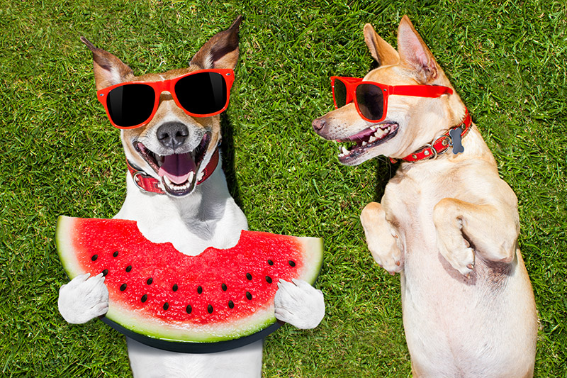 Make Memories at LSC-CyFair's Dog-themed Events, Parade and Adoption Day this July