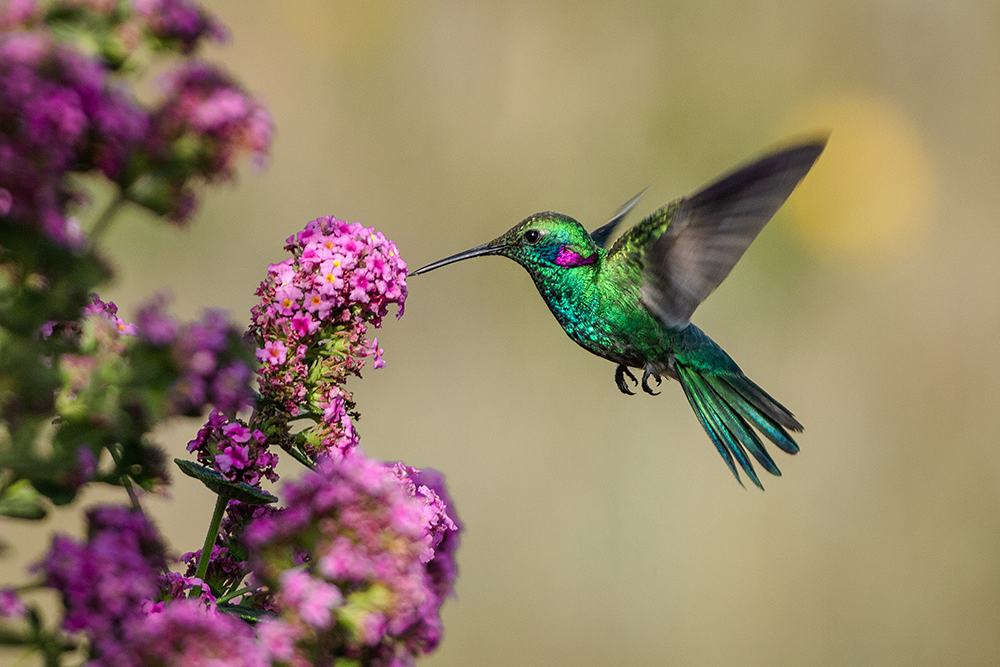 Fall Hummingbird Migration Has Begun in Cimarron: How to Spot, Support, and Enjoy These Tiny Travelers