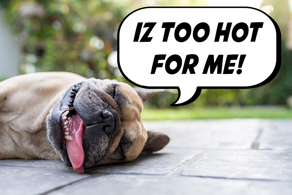 Hot Weather, Hotter Pavement: Summer Pet Safety Tips Every Copper Village Homeowner Should Know