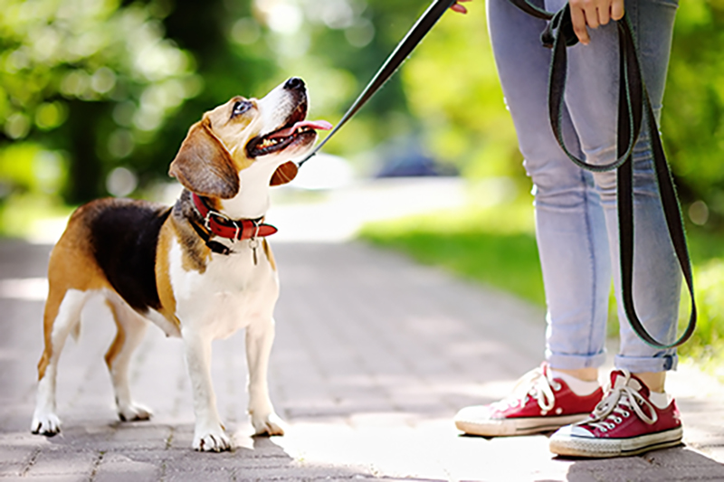 Leash Laws in Harris County: What Residents Need to Know for Pet Safety and Community Responsibility