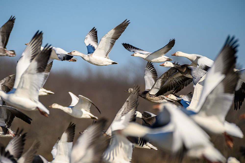 Thousands of Snow Geese Fill the Skies Over Katy Prairie in Rare and Breathtaking Migration Moment