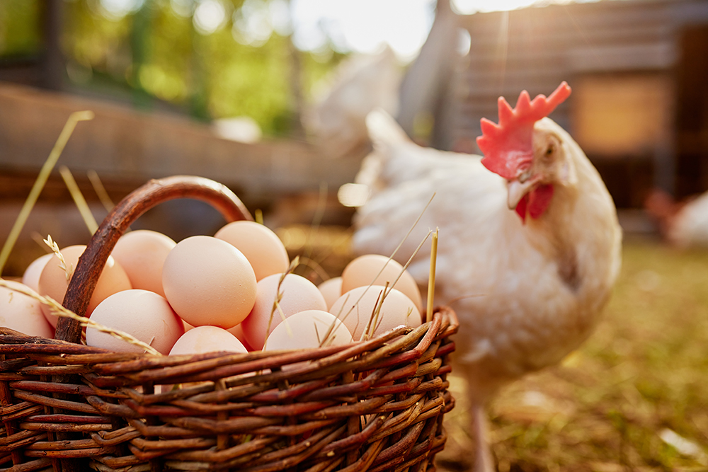 Anniston Pet Restrictions: Why Backyard Chickens Aren't Allowed Amid Rising Egg Prices