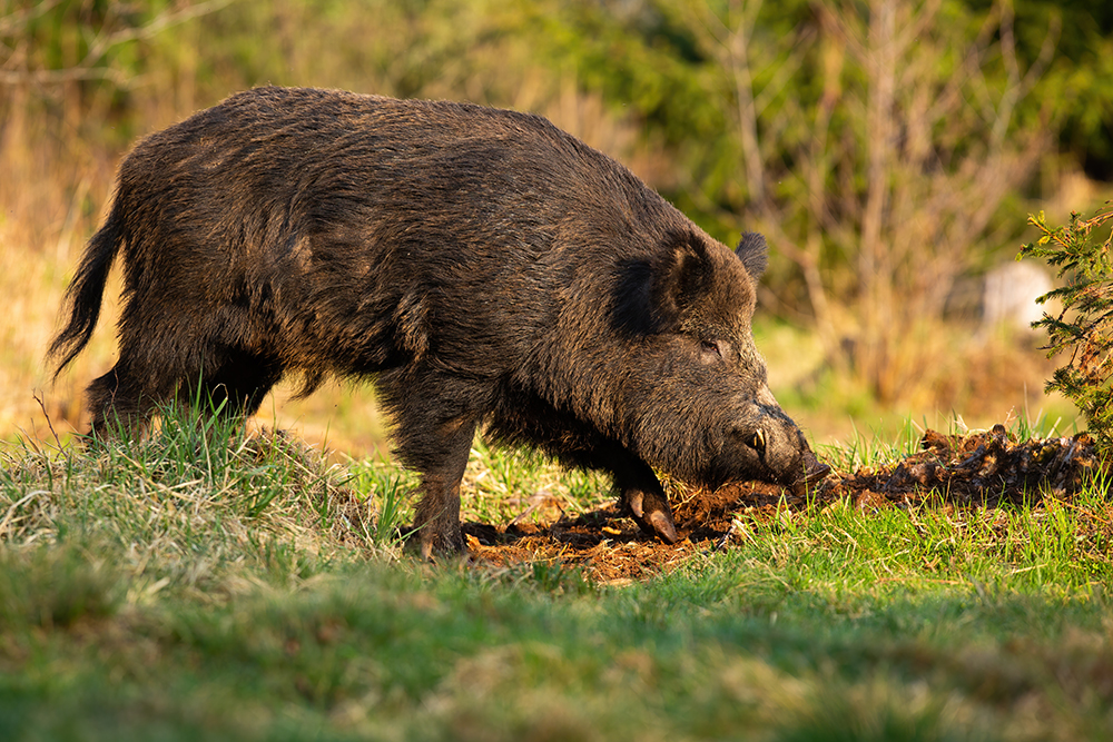 Feral Hog Activity Surges in Katy: What Westgate Residents Should Know If Hogs Spotted in Their Neighborhood