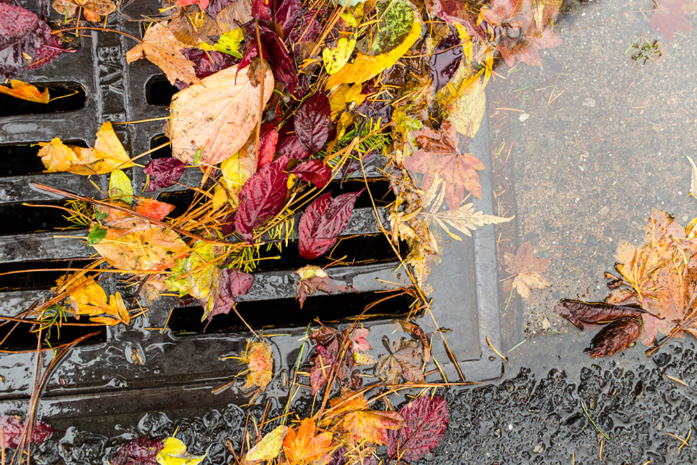 Before the Leaves Drop: How Small Yard Habits Can Help Prevent Flooding in Breckenridge Park