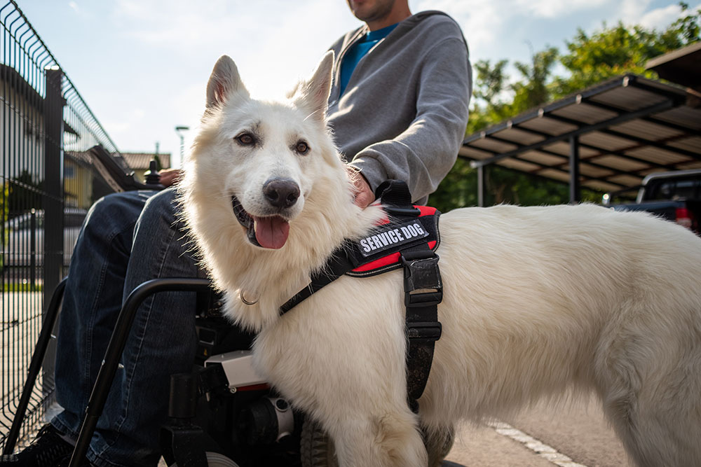 HUD’s New Emotional Support Animal Guidance: What Hightop Ridge Residents and POA Boards Need to Know