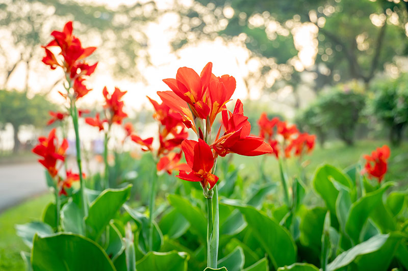 June Gardening: Your Comprehensive Guide from Harris County Master Gardeners