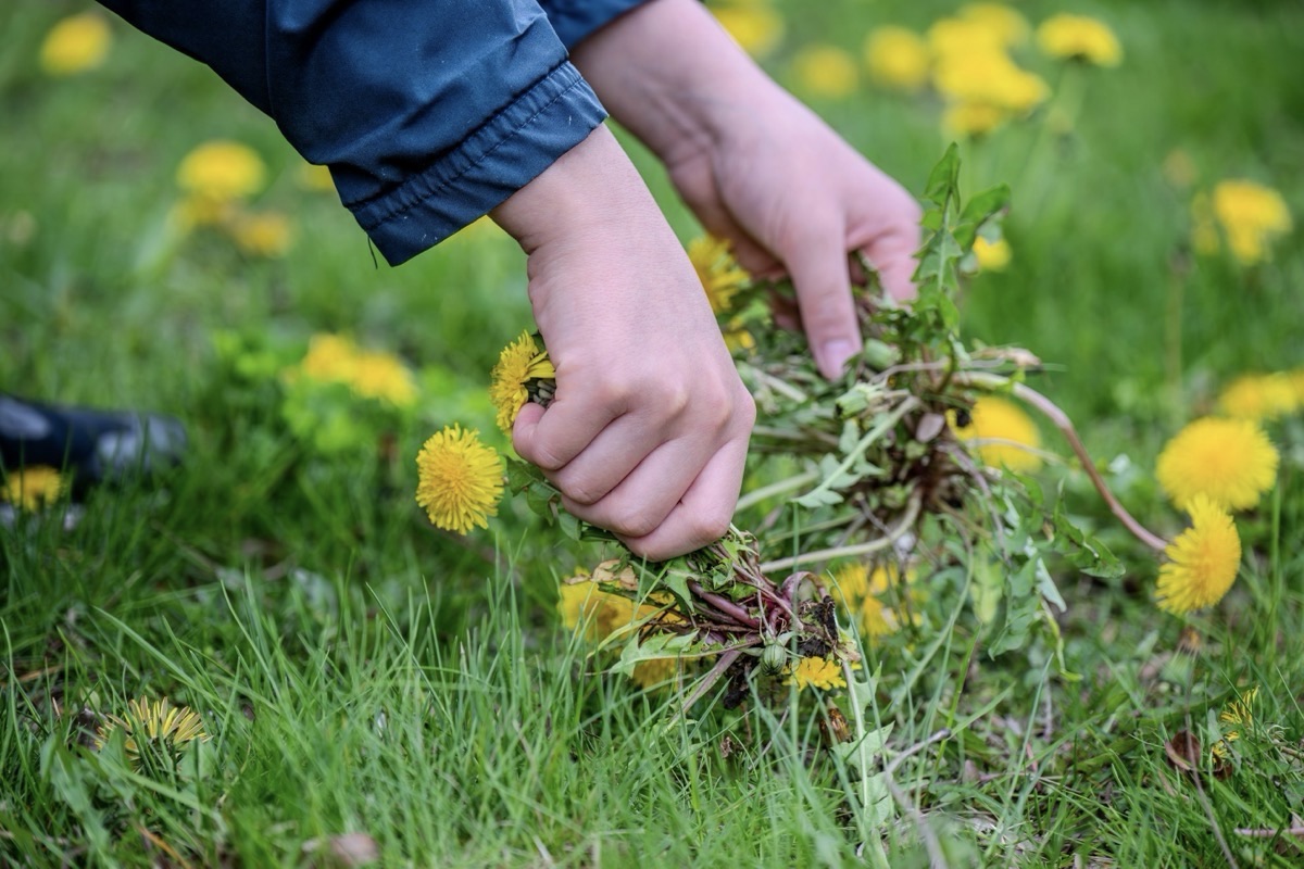 Walking Trail Cleanup to Refresh Wooded Area for Residents