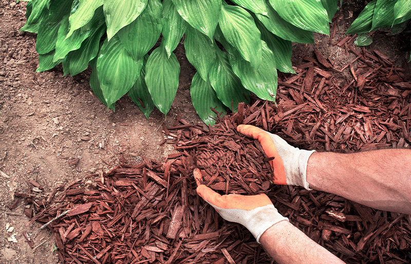 Bear Creek Spring Lawn & Garden Guide: What the Latest Houston Weather Forecast Means for Your Yard