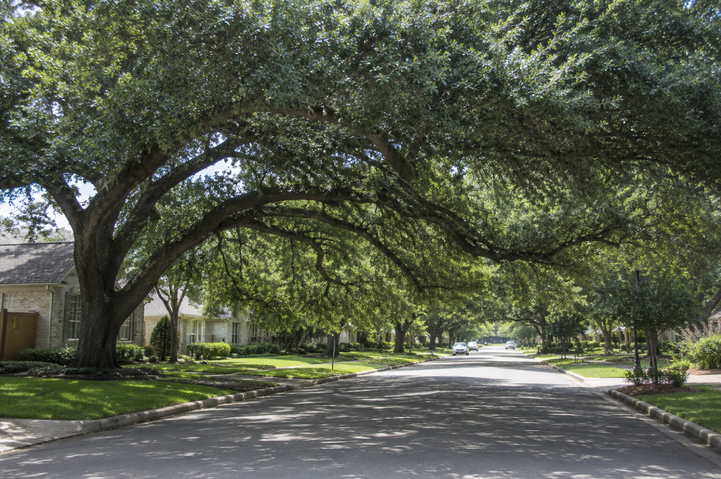 Why Trimming Overgrown Trees Matters in Tavola West This Spring: Safety, Visibility and Community Responsibility