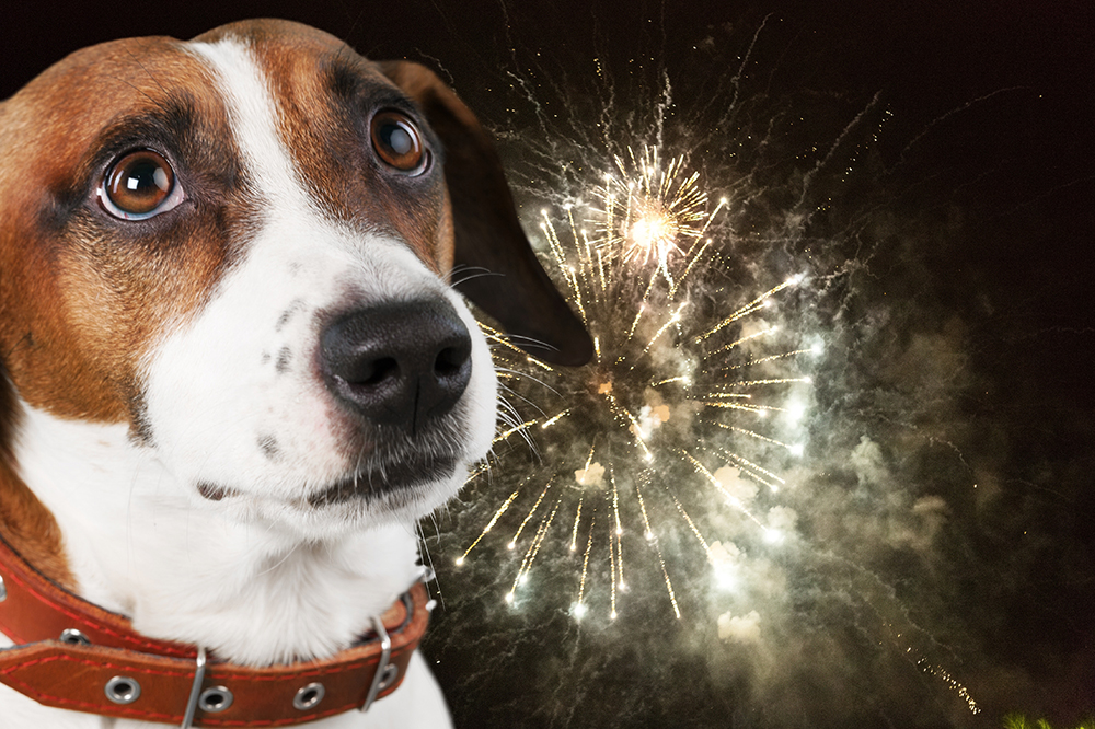 Fourth of July Pet Safety Tips for Gettysburg Residents: Fireworks Are Not for Pets
