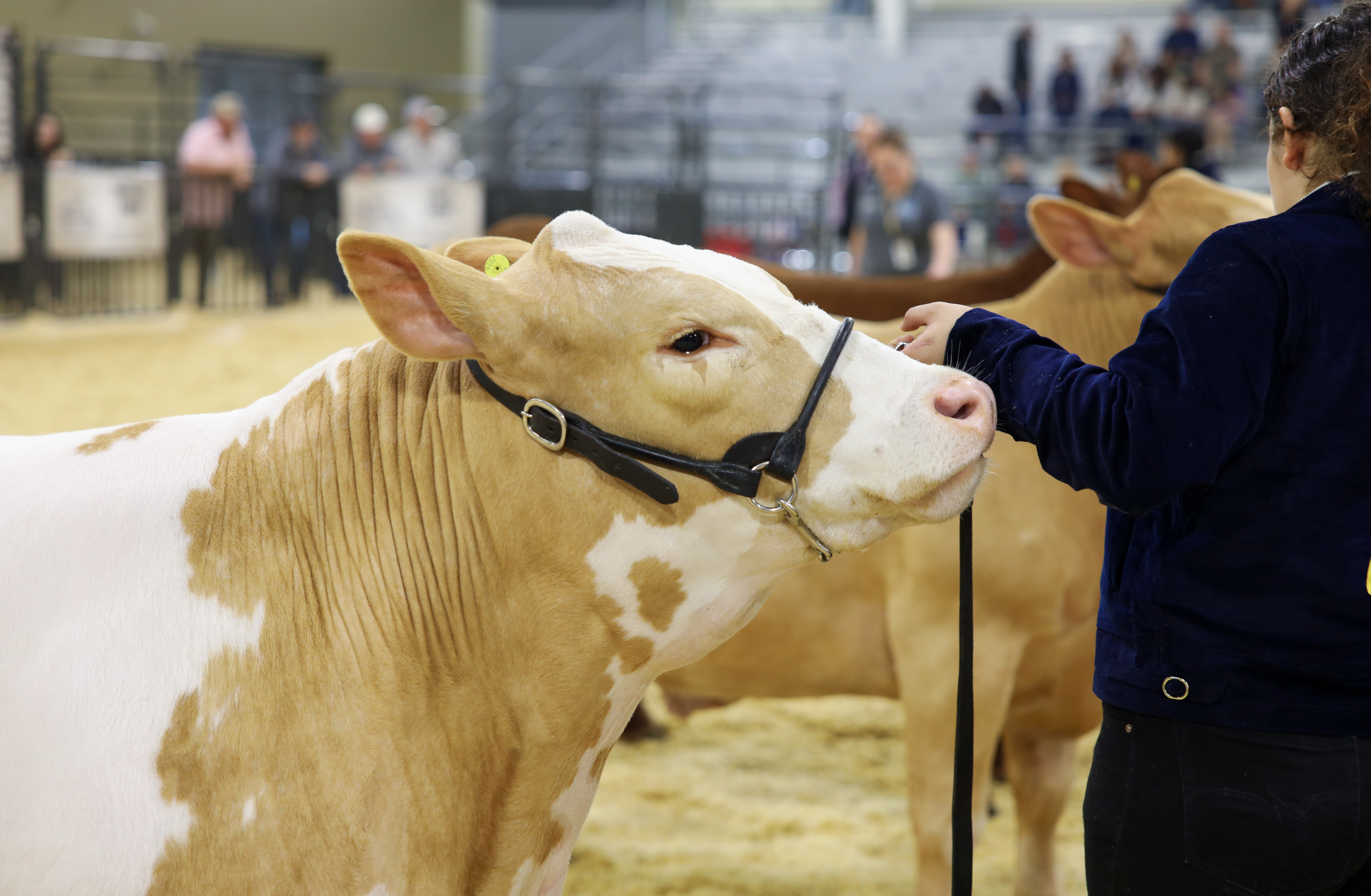 Katy ISD FFA Students Earn Over $32,000 in Scholarships, Deliver Standout Performances Across Texas Rodeo Season