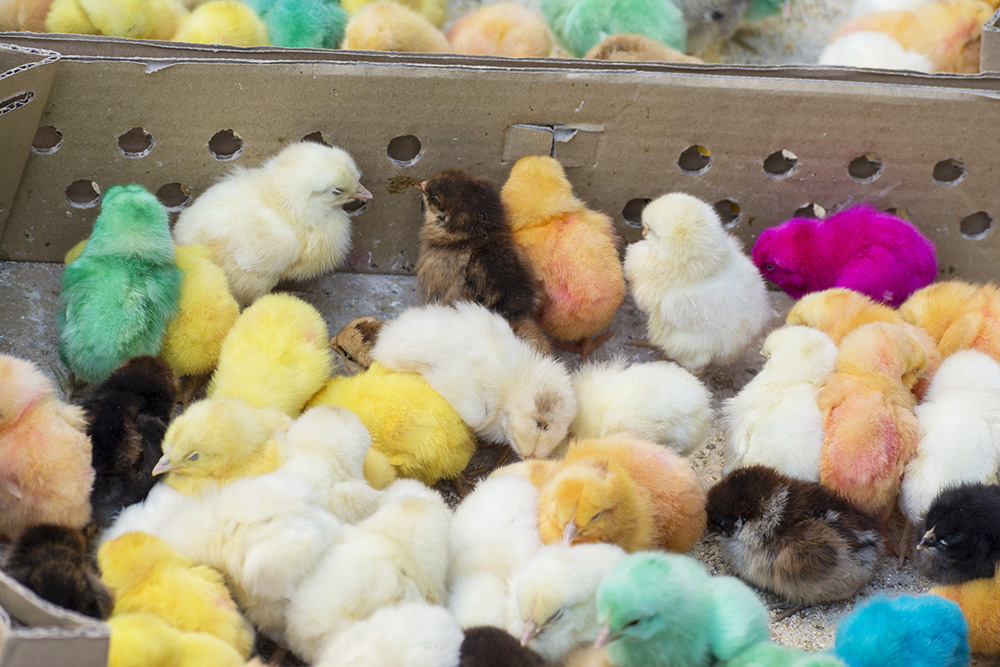 Easter Animal Sales Illegal in San Antonio: What Families Need to Know Before Buying Chicks, Ducklings or Rabbits