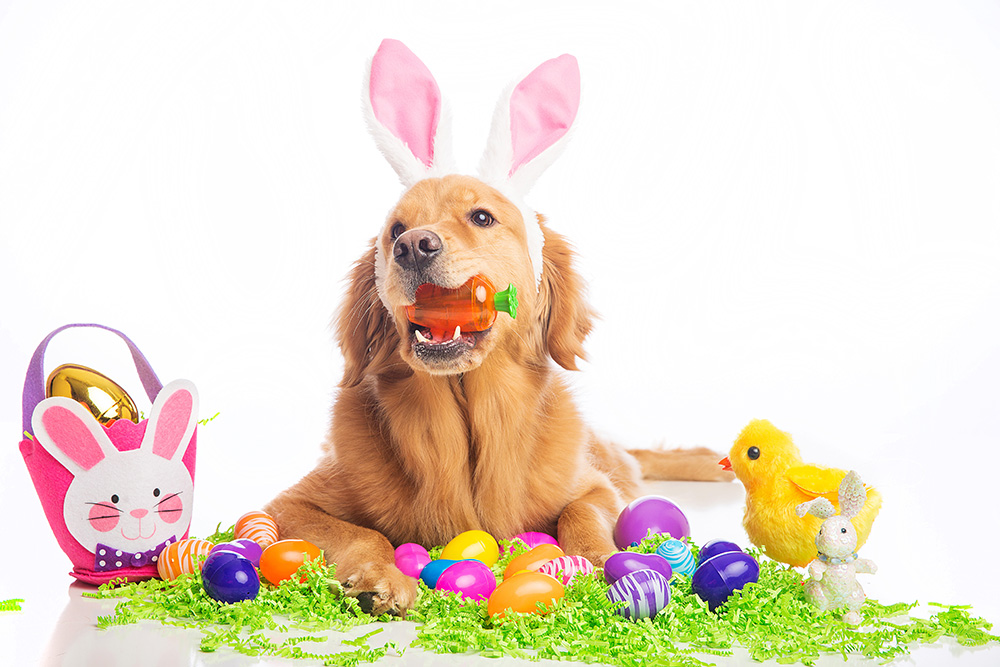 Easter Pet Safety Tips for Canyon Ranch: How to Keep Dogs and Cats Safe During Holiday Celebrations
