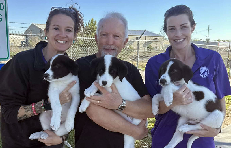 How to Volunteer at Montgomery County Animal Shelter Near Conroe: A Meaningful Way for Granger Pines Residents to Help Local Pets