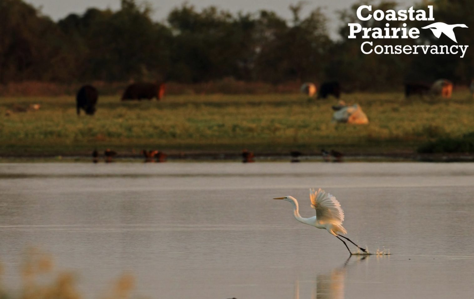 Coastal Prairie Conservancy Protects 60 More Acres, Expanding the Katy Prairie Preserve