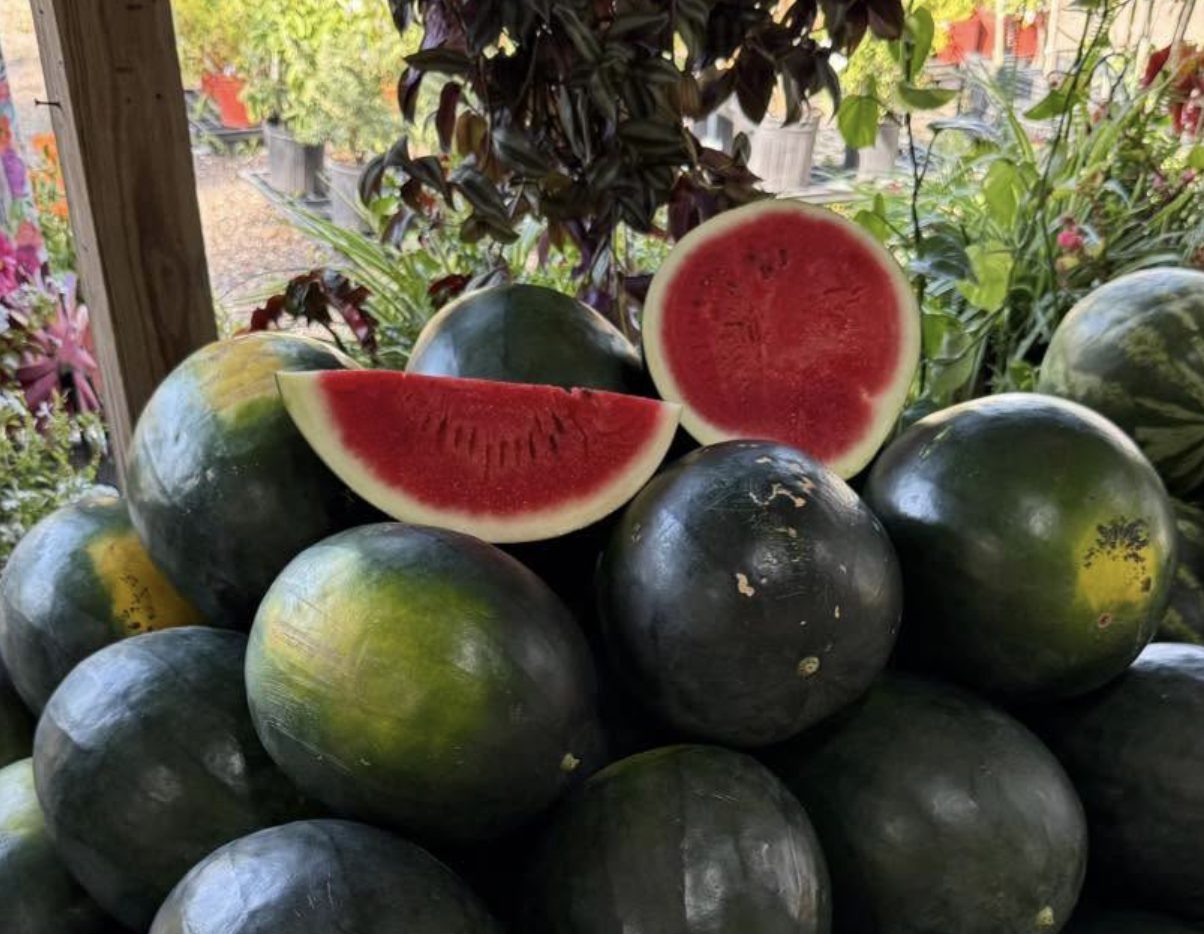 Peaches and Black Diamond Watermelons Return to Theiss Farms Market in Spring