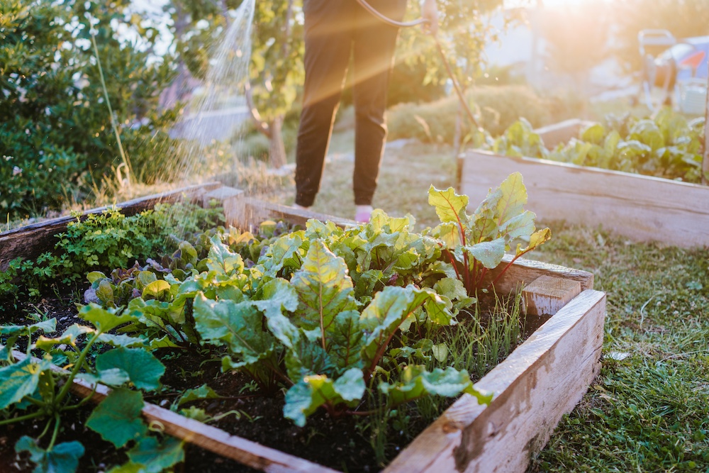 Granger Pines Gardeners: What to Plant in Your Vegetable Garden This September in Montgomery County