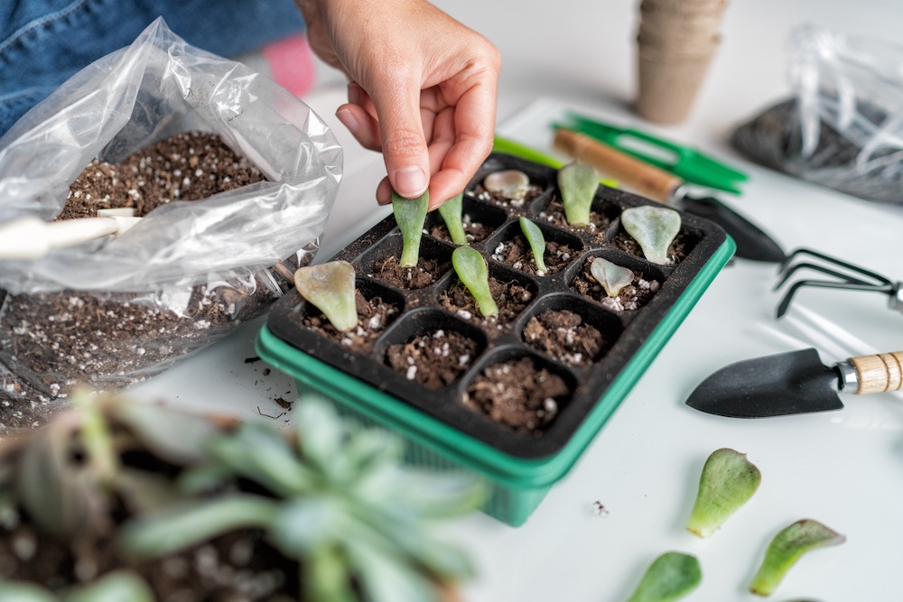 Cielo Gardeners Invited to Learn Seed Harvesting, Propagation and Planting in Conroe