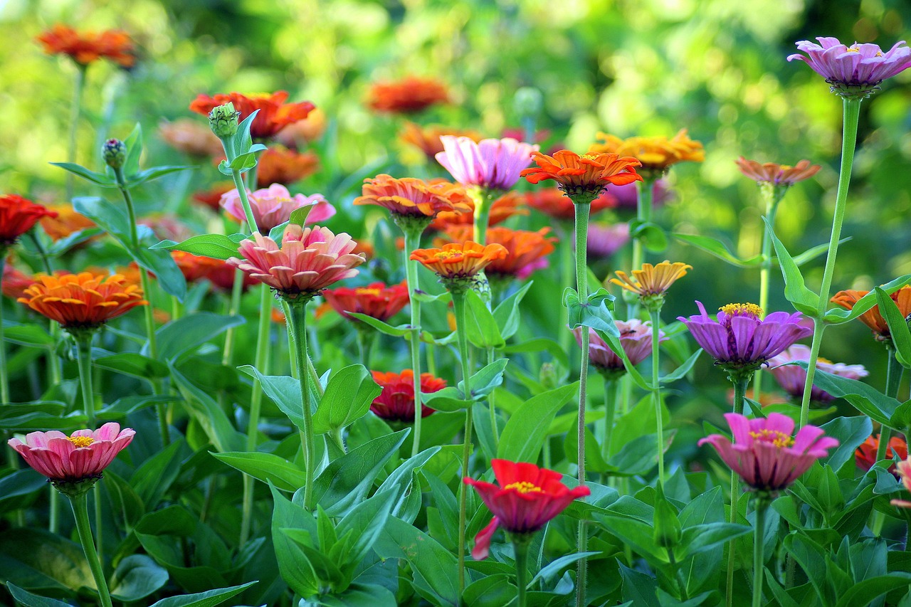 Hearthstone Garden Club Summer Social Set for Aug. 22