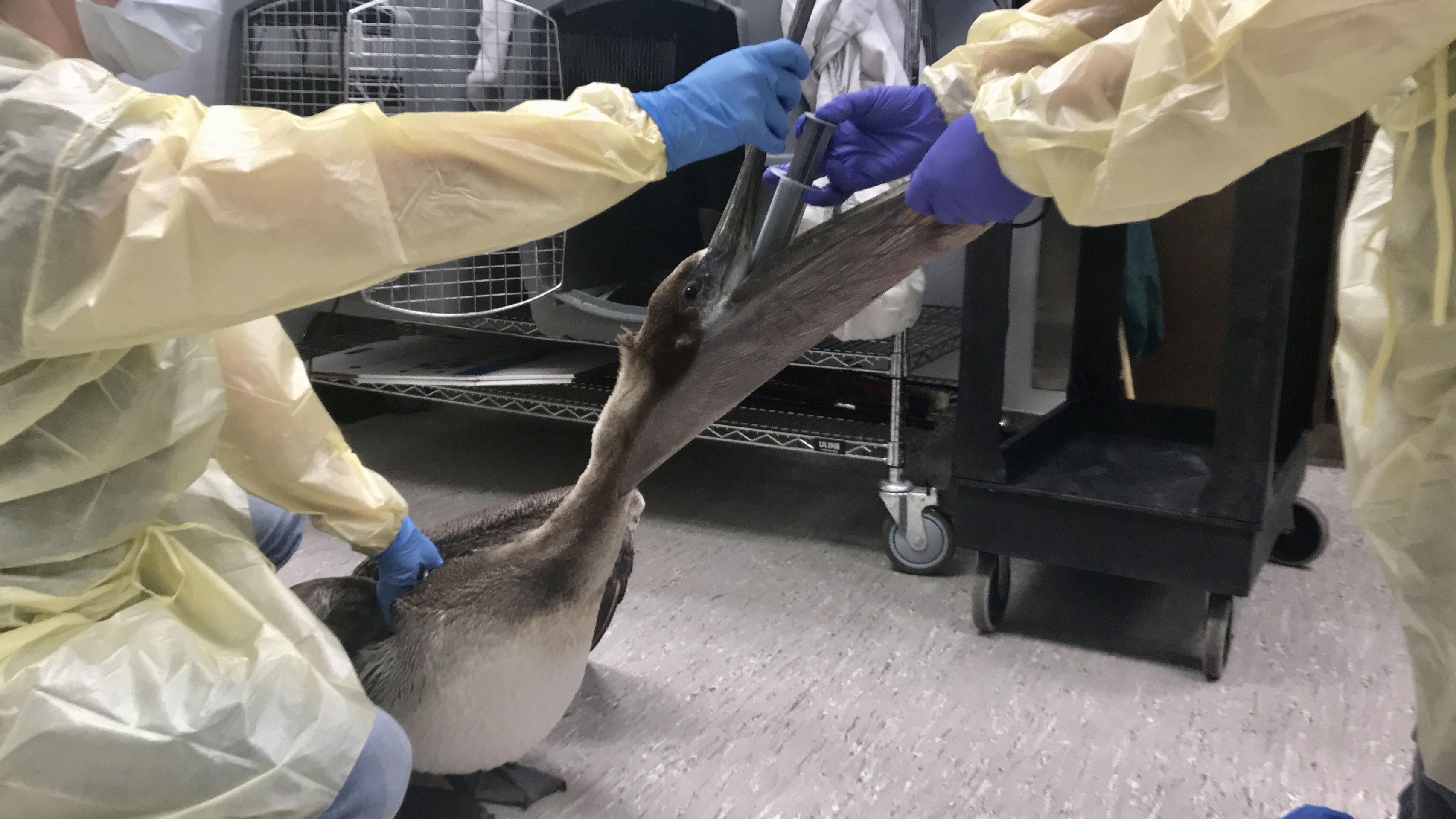 Emaciated Pelicans Getting Medical Care at Houston SPCA's Wildlife CenterÂ