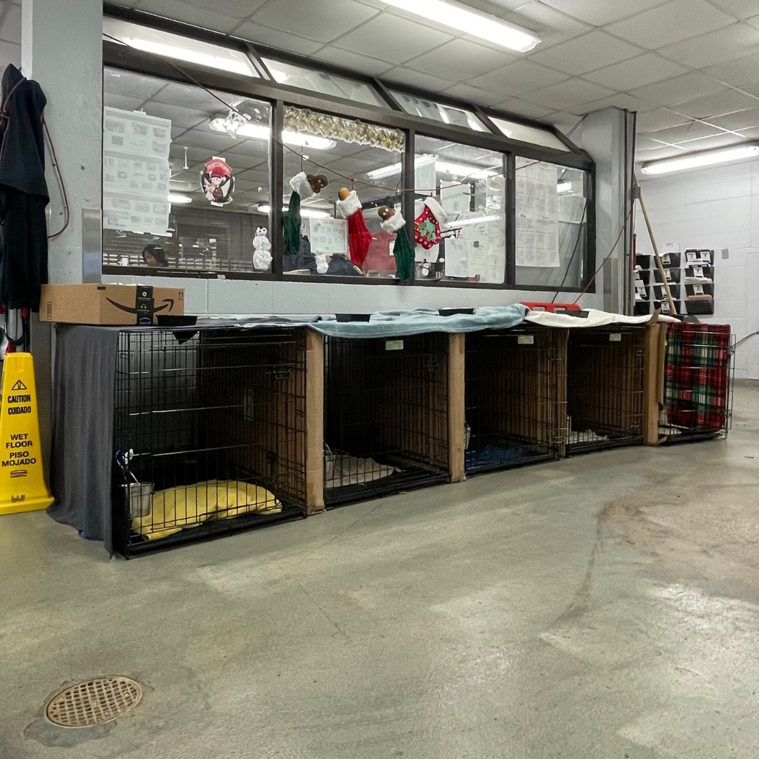 City of Houston Animal Shelter at Full Capacity, Opens Adoption Center for Additional Hours