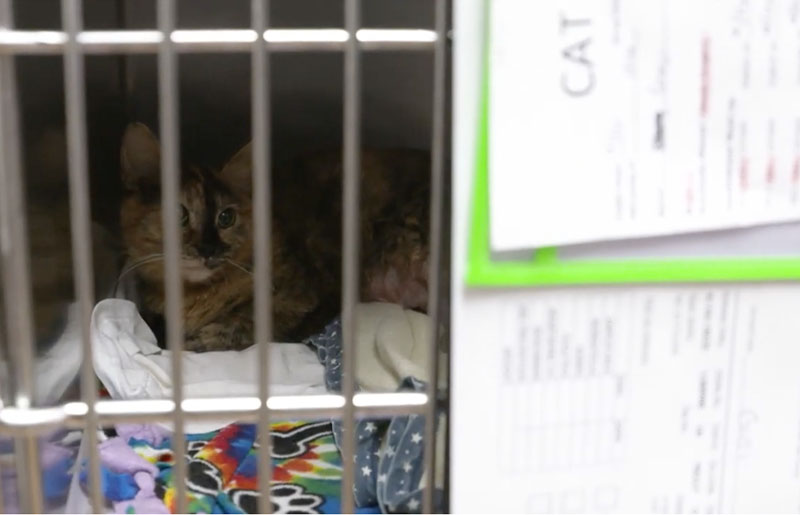 Animal Defense League of Texas Expands Nacogdoches Campus with $7.5M Clinic to Save More Lives in San Antonio