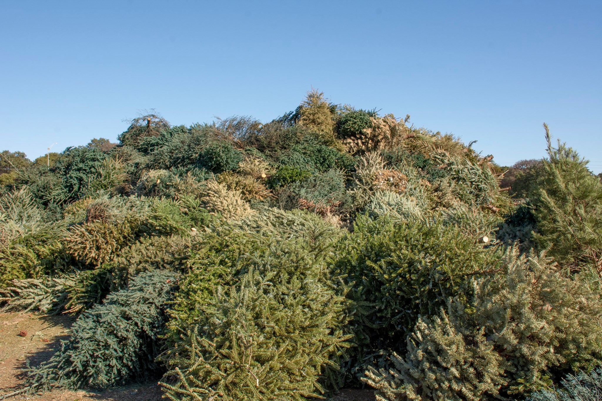 City of Austin Holiday Tree Recycling Returns: How to Recycle Your Christmas Tree and Support a Greener Austin