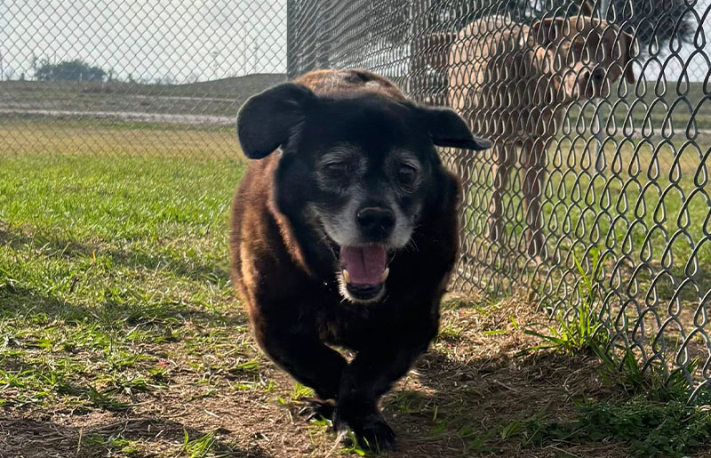 Fort Bend County Animal Services Outlines 2025 Initiatives Following Independent Shelter Assessment