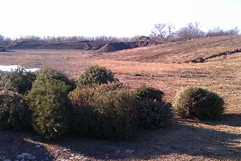 Title: Where to Recycle Your Christmas Tree in San Antonio: Free Drop-Off Sites Open Jan. 3–14