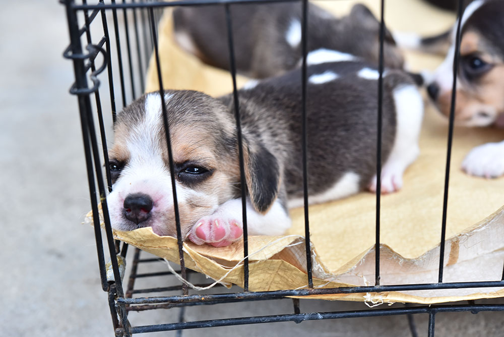 Buying Puppies on the Road Is Illegal in Harris County—Here’s Why and What to Do Instead