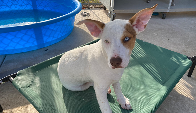 Find Your Furever Valentine: Adopt a Pet from Bexar County Animal Care This Valentine’s Day