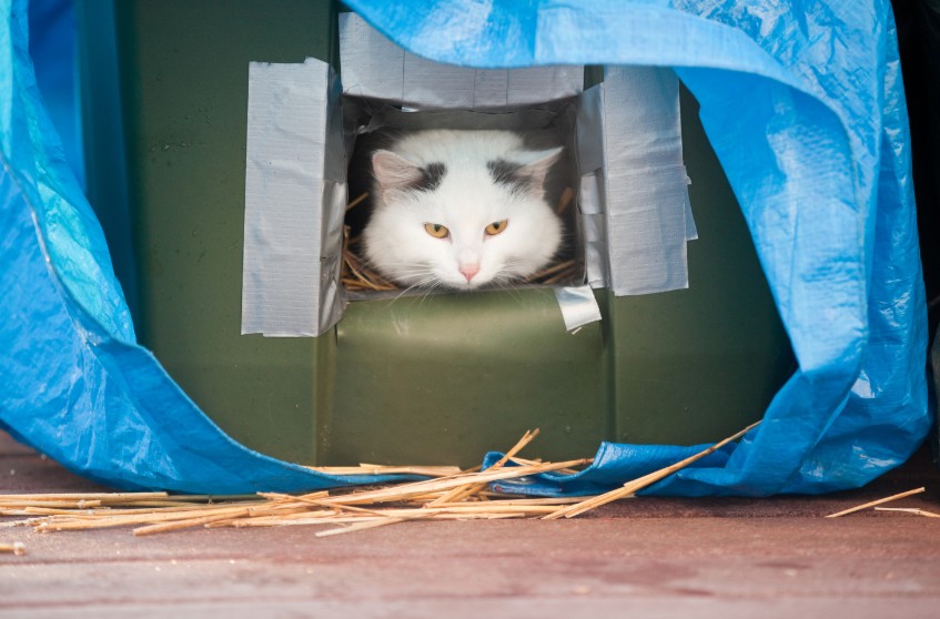 As Arctic Freeze Nears Houston, Houston SPCA Urges Pet Owners to Protect Outdoor Animals Before Temperatures Plunge