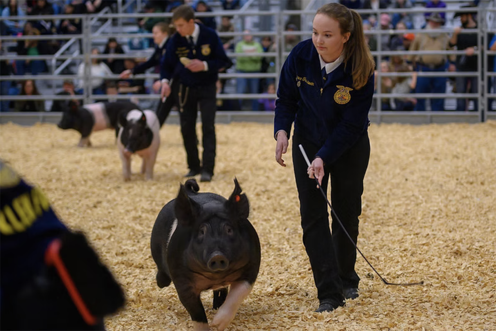 Klein ISD Celebrates 57 Years of Agricultural Education and Student Achievement at Annual FFA Livestock & Project Show