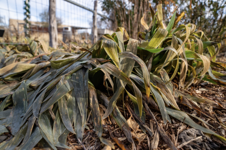 After the Winter Storm: Texas A&M AgriLife Extension Shares Expert Guidance on How to Care for Freeze-Damaged Plants
