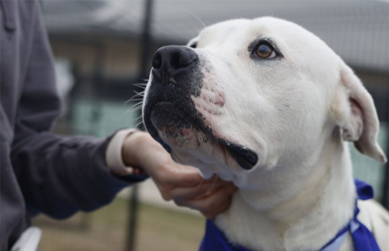 Free Pet Adoptions in San Antonio: Animal Care Services & PetSmart Team Up to Find Homes for Local Dogs