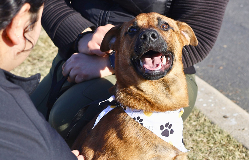 San Antonio Animal Care Services and Petco Offer Free Pet Adoptions After Winter Storm