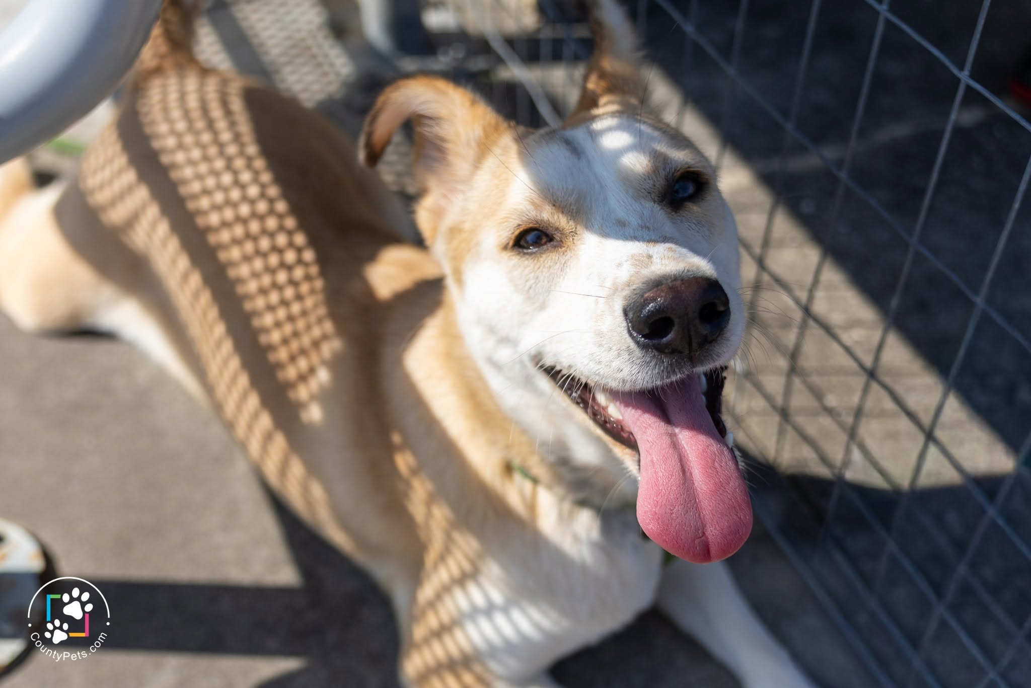 BISSELL Pet Foundation's Empty the Shelters Returns to Harris County with Reduced Adoption Fees at Harris County Pets and BARC