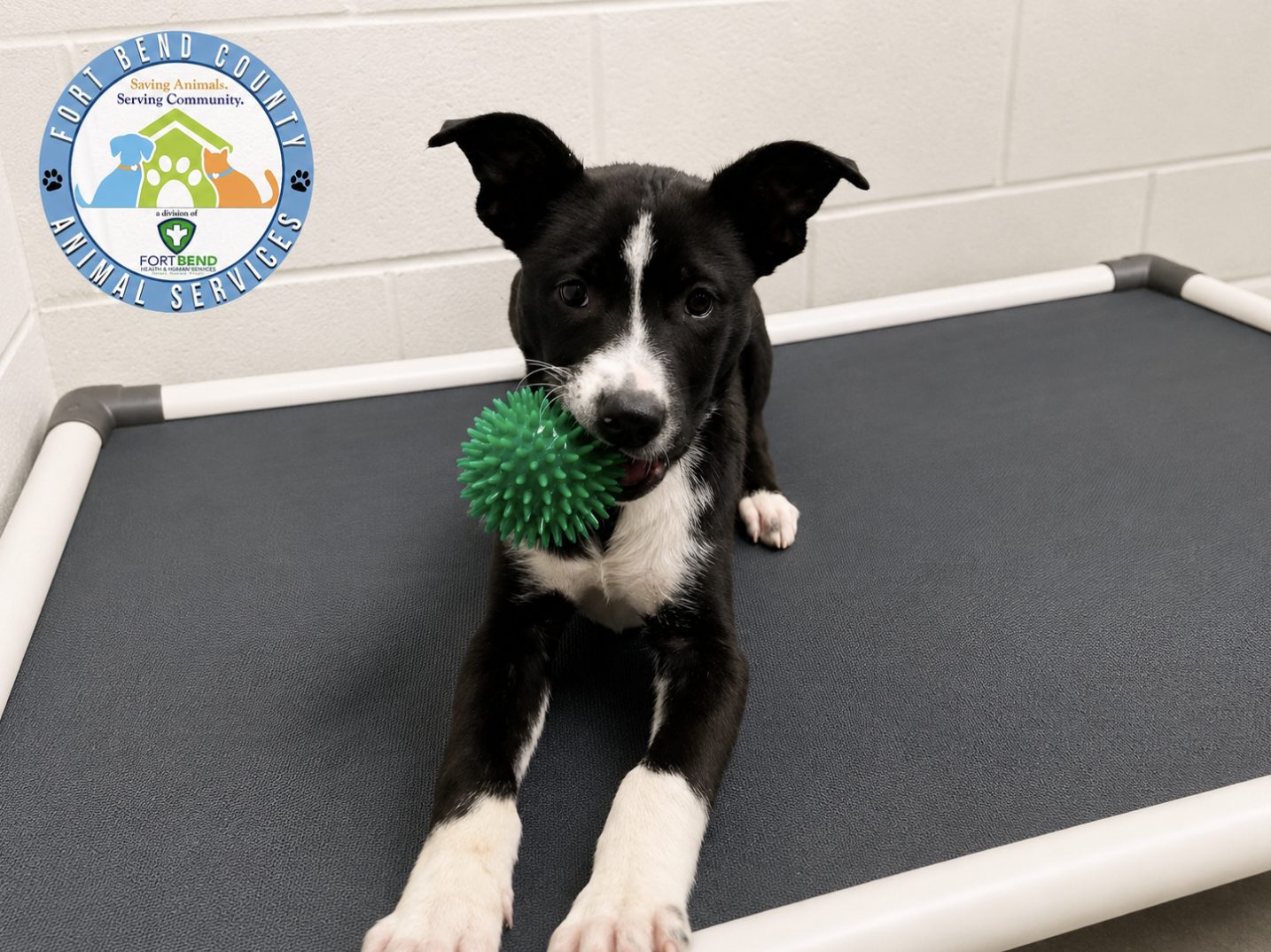 Katy West 1 Residents Can Help Give Fort Bend County Shelter Dogs Better Beds and Better Rest