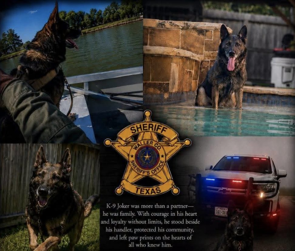 Waller County Mourns K-9 Joker, Remembered as a Loyal Partner and Fearless Protector