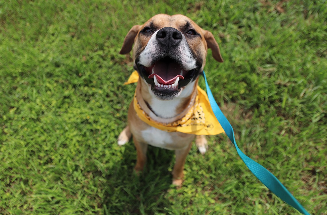San Antonio Animal Care Services Urgently Needs Emergency Fosters and Adopters as Wet Weather Approaches