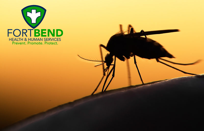 Fort Bend County Reports 83% Drop in Mosquito Activity; What Fulshear Residents Should Know