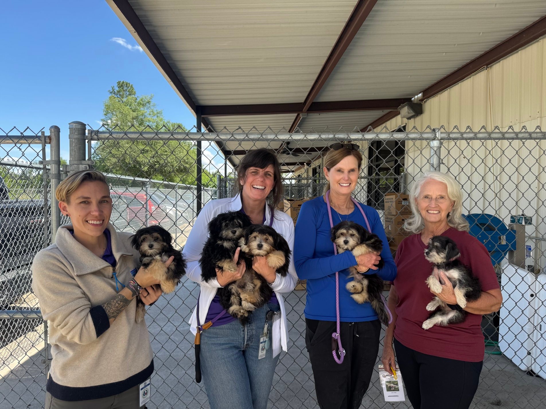 Montgomery County Animal Services Needs Summer Volunteers: How Magnolia Springs Residents Can Help Local Shelter Pets