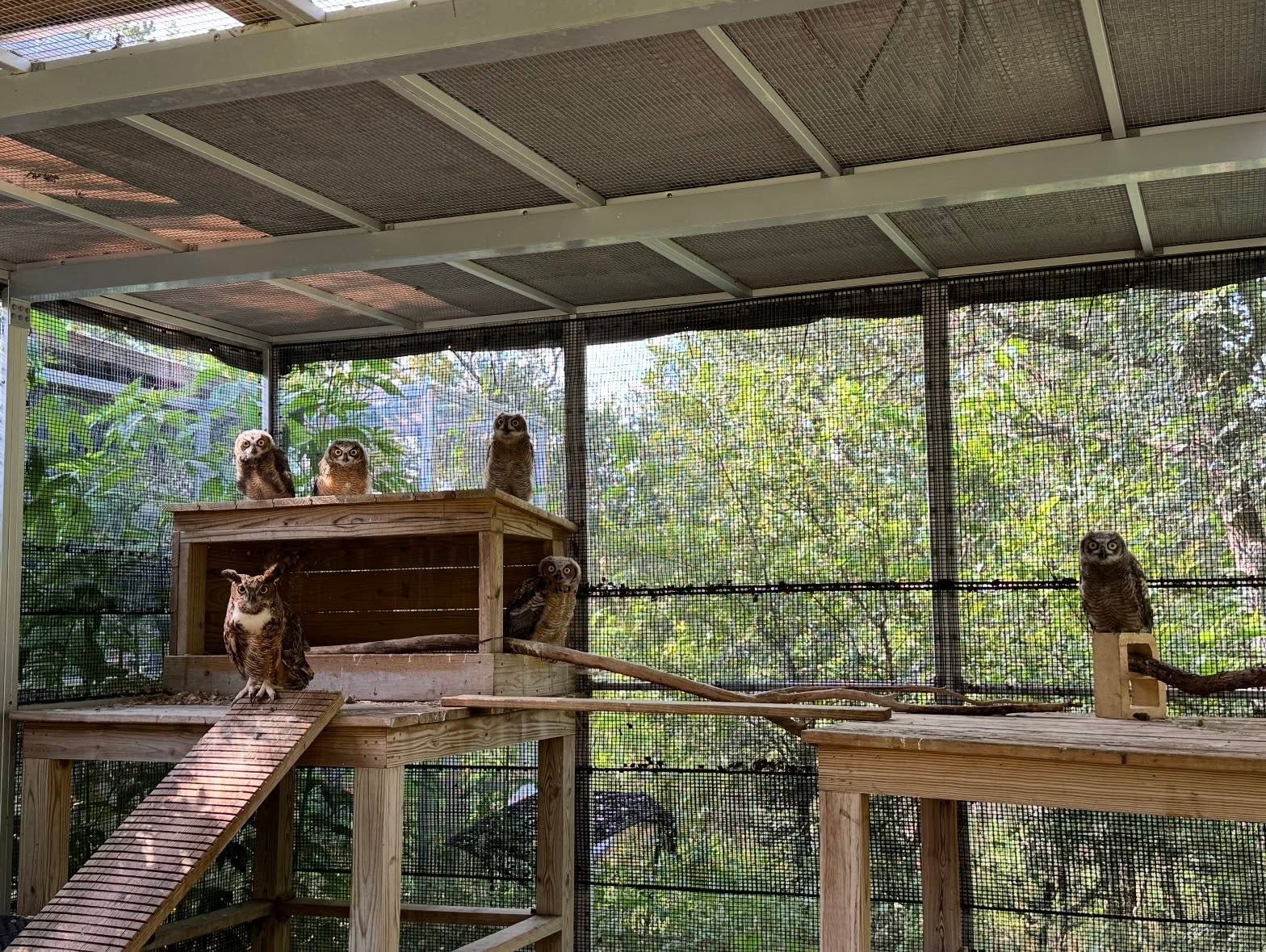 Athena's Miracle Continues: Rescued Great Horned Owlet Takes Flight with Foster Family at Austin Wildlife Rescue
