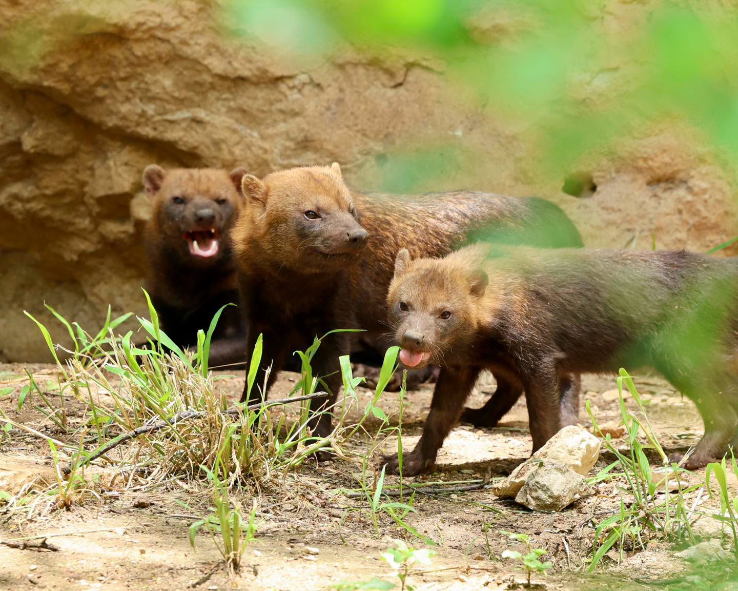 Rare Bush Dogs Debut at San Antonio Zoo Just in Time for Fourth of July Family Fun
